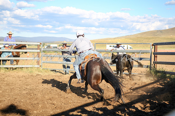 AdaminabyCampdraft2016_5597