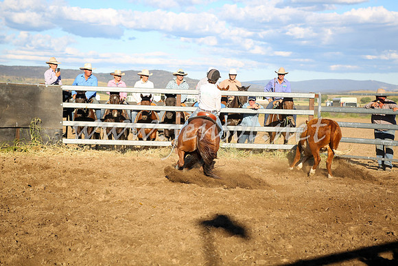 AdaminabyCampdraft2016_5700