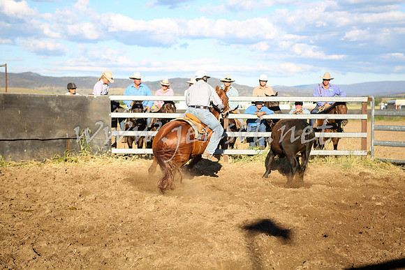 AdaminabyCampdraft2016_5730