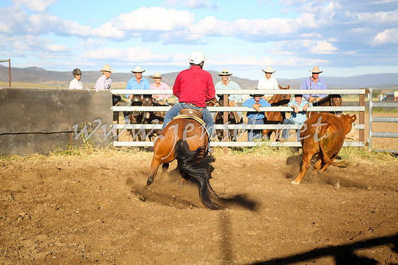AdaminabyCampdraft2016_5813