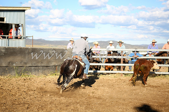 AdaminabyCampdraft2016_5684