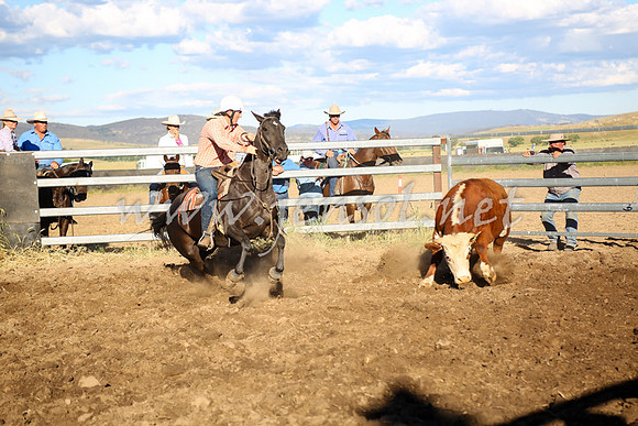 AdaminabyCampdraft2016_5575
