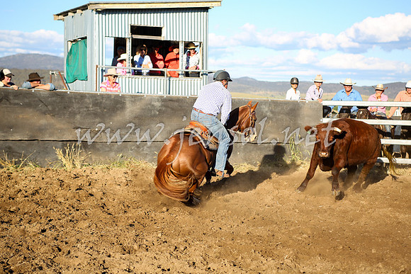 AdaminabyCampdraft2016_5852