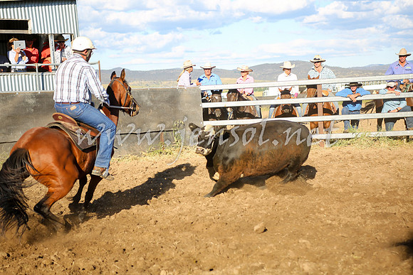 AdaminabyCampdraft2016_5593