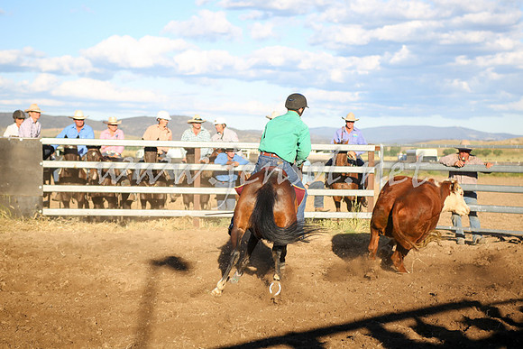 AdaminabyCampdraft2016_5889