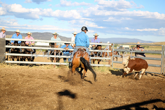 AdaminabyCampdraft2016_5744
