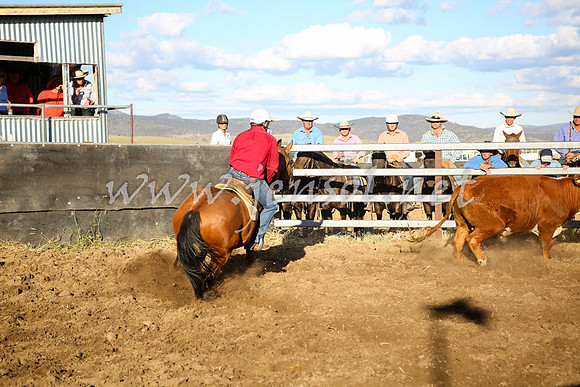 AdaminabyCampdraft2016_5795
