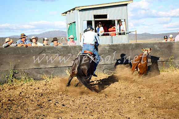 AdaminabyCampdraft2016_5772