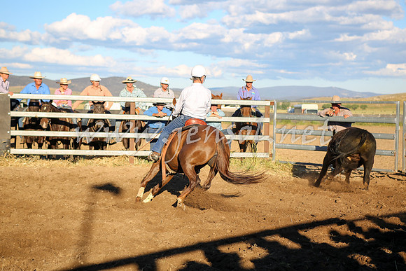 AdaminabyCampdraft2016_5896