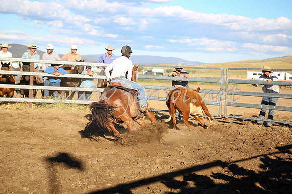 AdaminabyCampdraft2016_5701