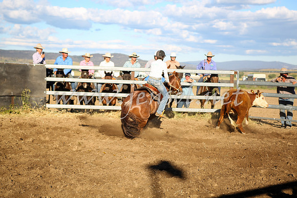 AdaminabyCampdraft2016_5699