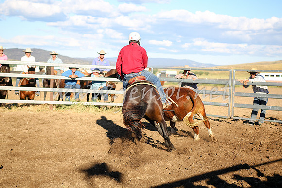 AdaminabyCampdraft2016_5631