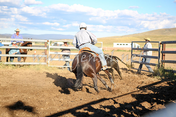 AdaminabyCampdraft2016_5613
