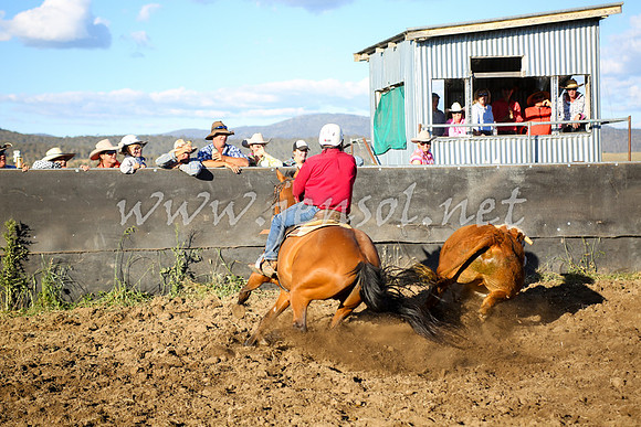 AdaminabyCampdraft2016_5810