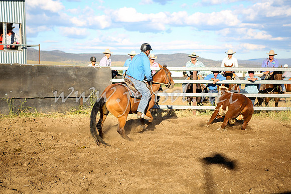 AdaminabyCampdraft2016_5752
