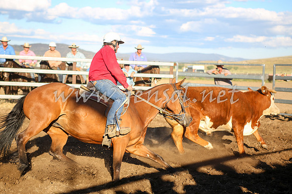 AdaminabyCampdraft2016_5811