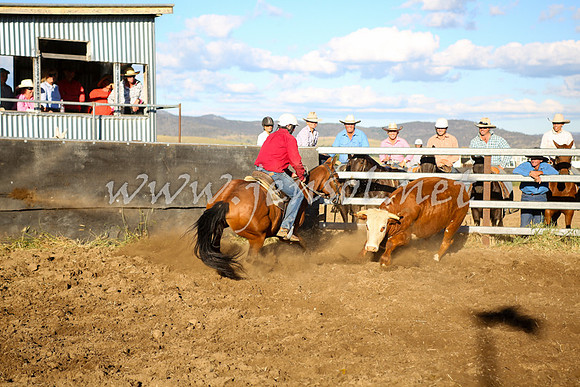 AdaminabyCampdraft2016_5801
