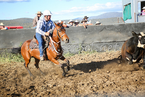 AdaminabyCampdraft2016_5588