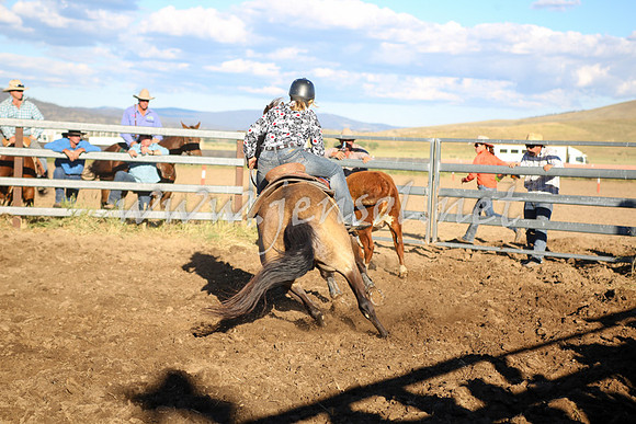AdaminabyCampdraft2016_5577
