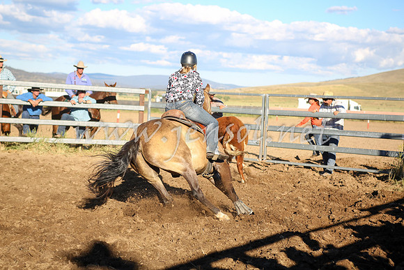 AdaminabyCampdraft2016_5579