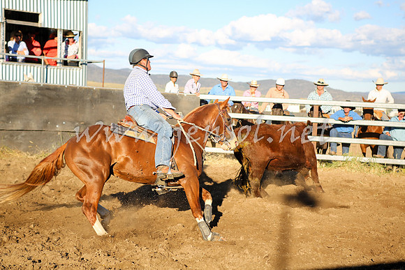 AdaminabyCampdraft2016_5848