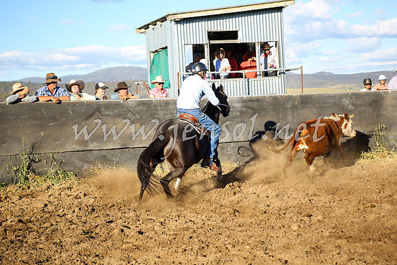 AdaminabyCampdraft2016_5773