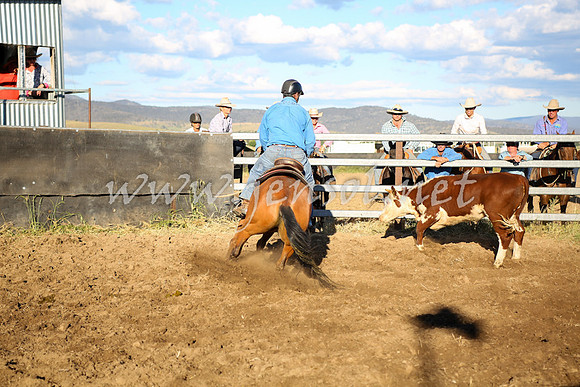 AdaminabyCampdraft2016_5748