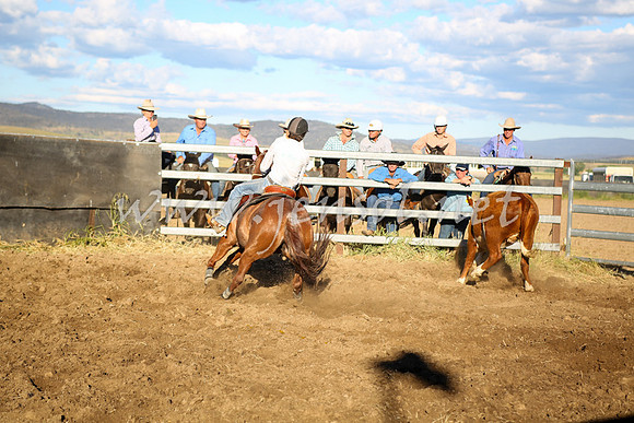 AdaminabyCampdraft2016_5696