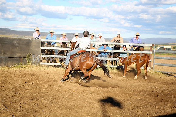 AdaminabyCampdraft2016_5698
