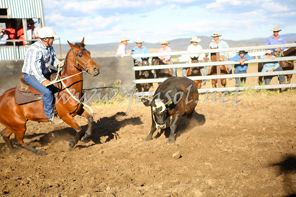 AdaminabyCampdraft2016_5595