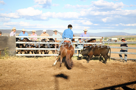 AdaminabyCampdraft2016_5790