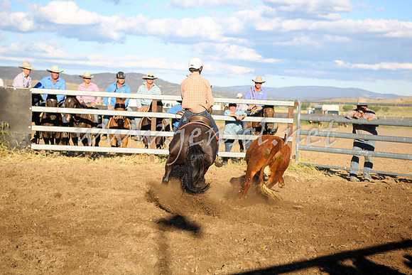 AdaminabyCampdraft2016_5756