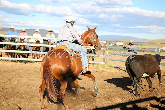 AdaminabyCampdraft2016_5709