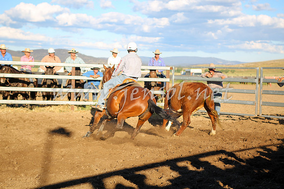 AdaminabyCampdraft2016_5879