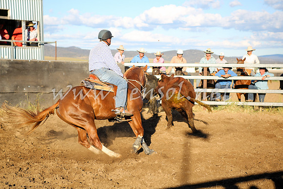AdaminabyCampdraft2016_5845