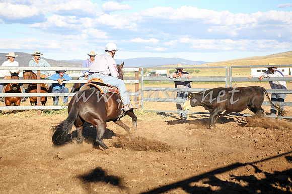 AdaminabyCampdraft2016_5602