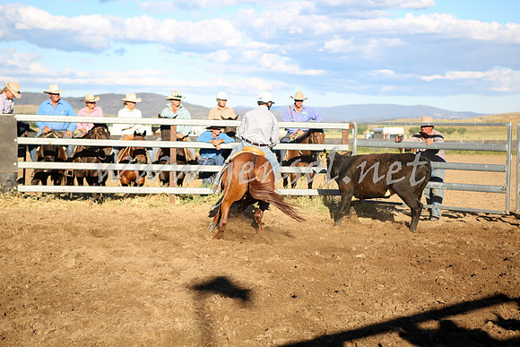 AdaminabyCampdraft2016_5737