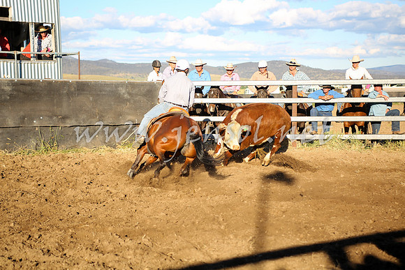 AdaminabyCampdraft2016_5883