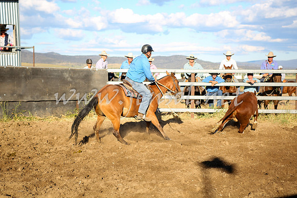 AdaminabyCampdraft2016_5750