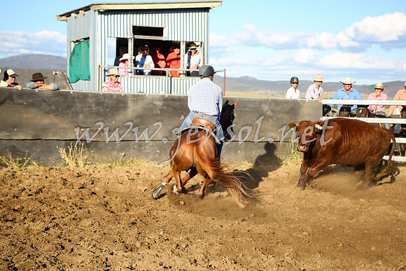 AdaminabyCampdraft2016_5853