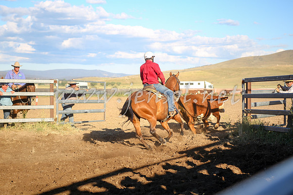 AdaminabyCampdraft2016_5817