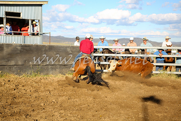 AdaminabyCampdraft2016_5803