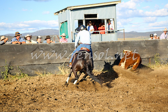 AdaminabyCampdraft2016_5774
