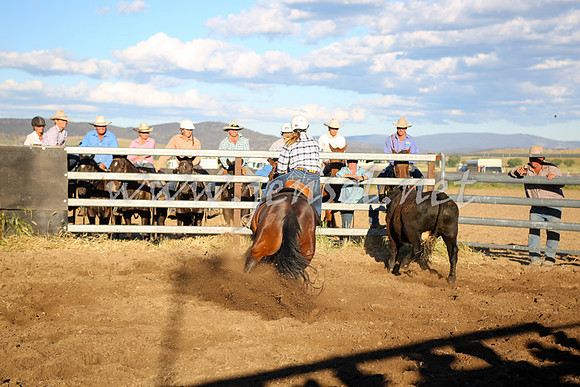 AdaminabyCampdraft2016_5913