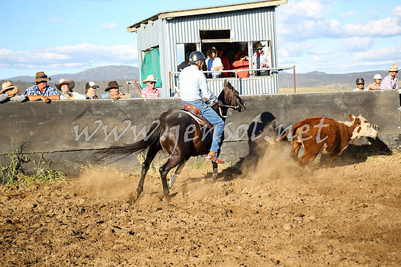 AdaminabyCampdraft2016_5779