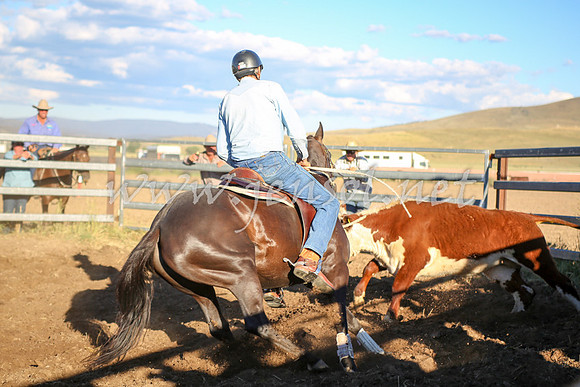 AdaminabyCampdraft2016_5770