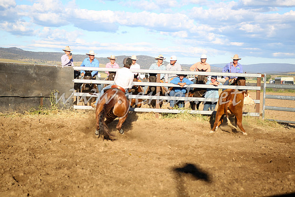 AdaminabyCampdraft2016_5695