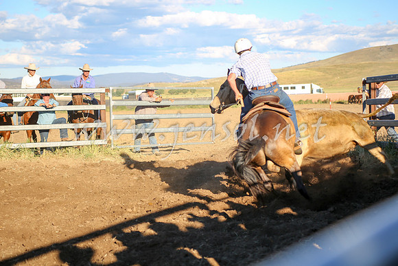 AdaminabyCampdraft2016_5833