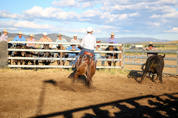 AdaminabyCampdraft2016_5895