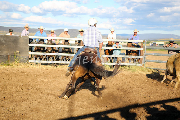 AdaminabyCampdraft2016_5823